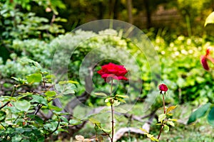 Tned image of beautiful red roses growing at the road in park.