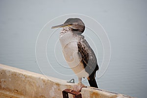 Onelegged bird on a boat.