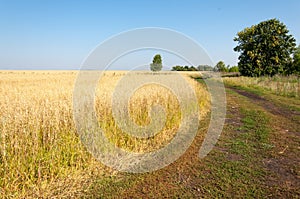 onely tree. Grain field