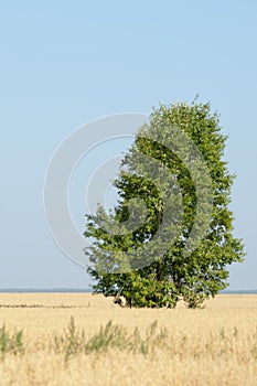 onely tree. Grain field