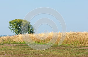 onely tree. Grain field