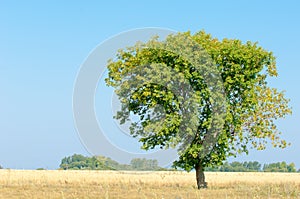 onely tree. Grain field