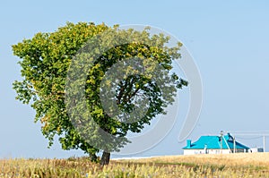 onely tree. Grain field