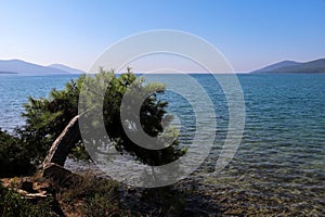 Onely tree by the sea