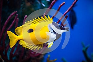 Onespot Foxface Rabbitfish Closeup in an Saltwater Aquarium