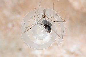 ongbodied cellar spider, daddy long-legs spider,Pholcus phalangioides, Malta, Mediterranean