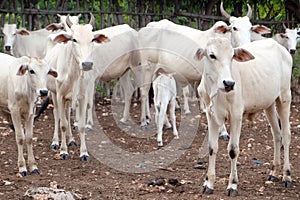 Ongole cattle