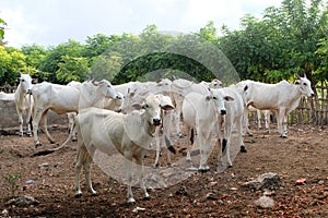 Ongole cattle photo