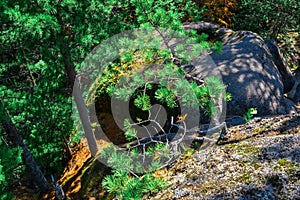 Ð¡oniferous tree branch in light of sun among stones and rocks in green forest. Krasnoyarsk pillars. Siberia. Natural park