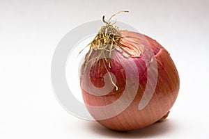 Onion
