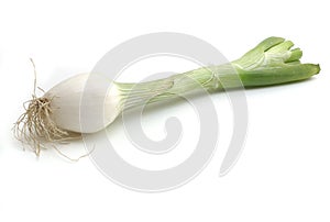 Onion