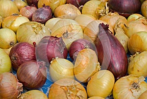 Onion 16