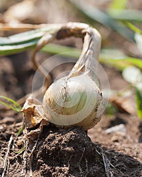 Onion