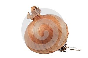 Onion