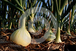 Onion in agricultural farm.