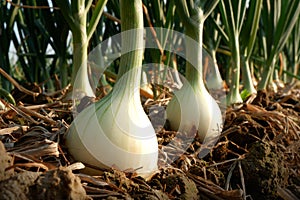 Onion in agricultural farm.