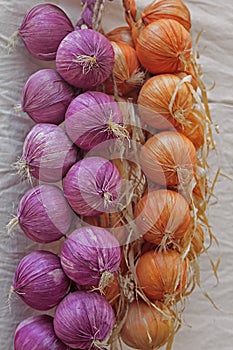 Onion, Allium cepa