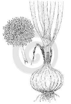 Onion Allium cepa botanical drawing
