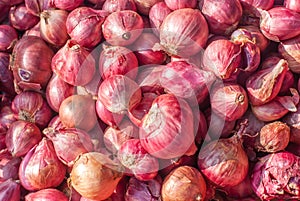 Onion or Allium cepa