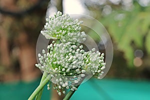 Group of Onion flowers Allium cepa with blur & bokhe background