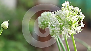 An onion Allium cepa L., from Latin cepa signifying `onion` and onion flower