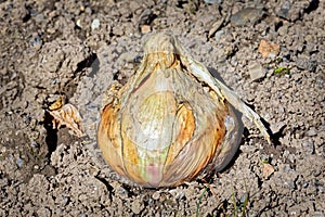 Onion Allium Cepa `Roscoff`