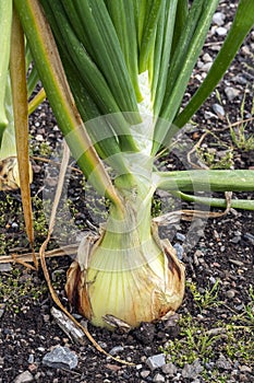 Onion allium cepa `Walla Walla photo