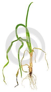 Onion attacked by onion eelworm, Ditylenchus dipsaci