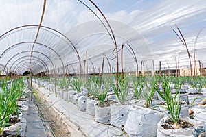 Onion Baby Plant Agriculture Farm