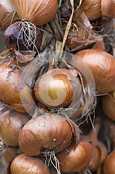 Fresh harvested vidalia onions  photo
