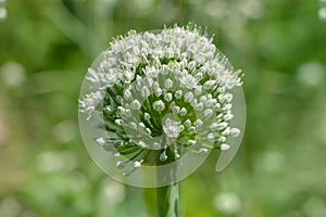 Onion ball of blossoms in garden. close-up