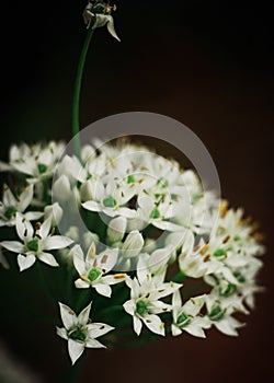 Onion blossoms