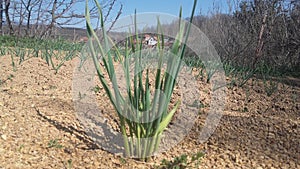 Onion and blue sky