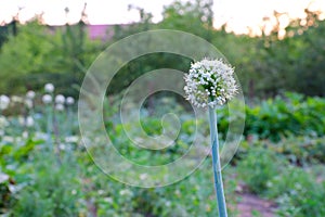 Onion Bolting or onion flowers buds