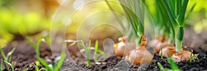 The onion branch plant on the garden bed. Close up. Copy space for text. Blurred background. Banner slider template.