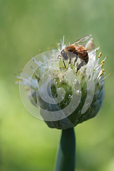 Onion Bud with a bee photo