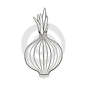 Onion bulb blacklines cartoon style coloration illustration