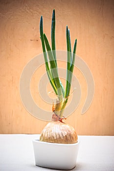 Onion bulb with chives fresh green sprout