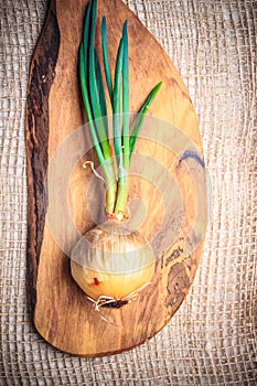 Onion bulb with chives fresh green sprout