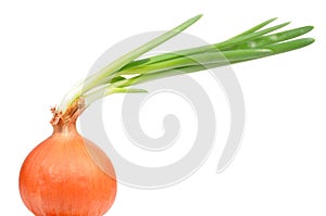 Onion Bulb with Green Sprouts