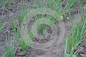 Onion bulb, green sprouts on a black background. Spring day, home garden. Allium sepa photo