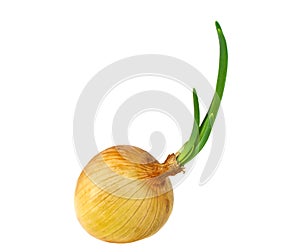 Onion bulb with growing greens isolated on white background