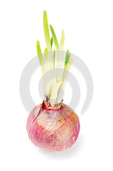 Onion bulb growing with shoots