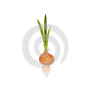 Onion bulb with orange peel, green leaves and small roots. Natural and healthy vegetable. Cultivated plant. Flat vector