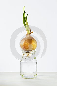 Onion bulb sprouts in a jar of water