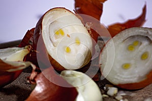 The onion is a bulbous plant traditionally attributed to the family of the Liliaceae.