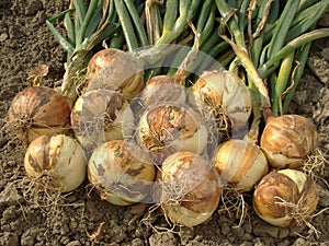 Onion bulbs