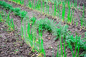 Onion and carrot growing in garden photo