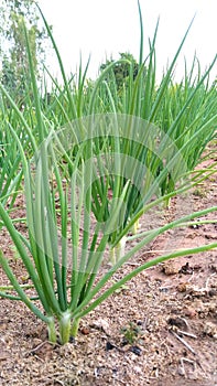 Onion cecidomyiidae