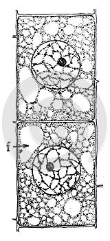 Onion Cells vintage illustration